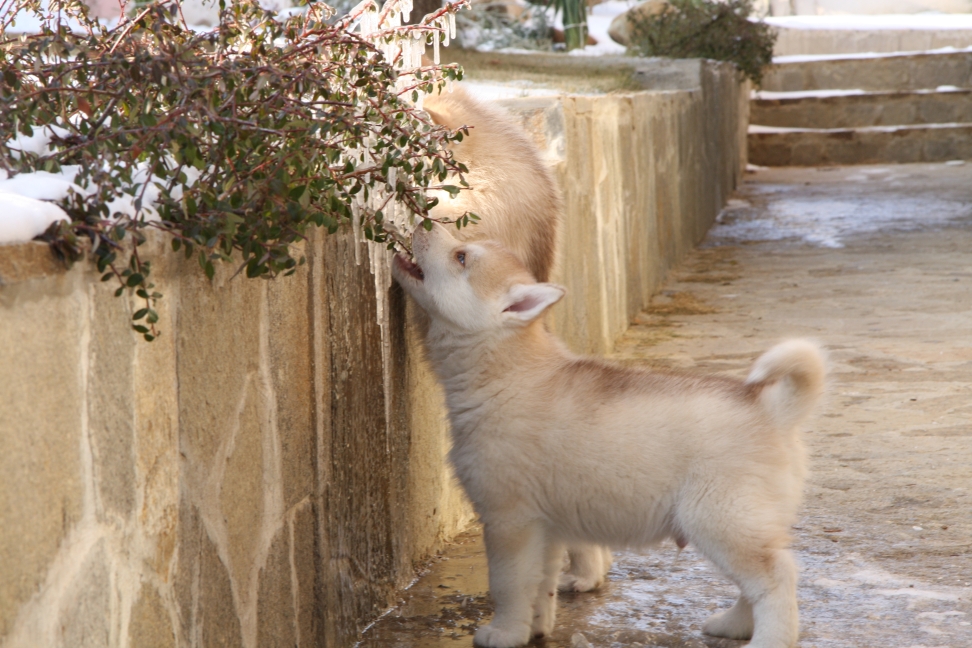 baby husky 2 baby husky 2