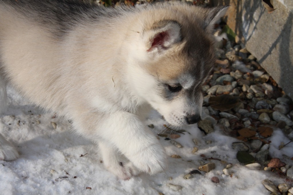 baby husky 3 baby husky 3