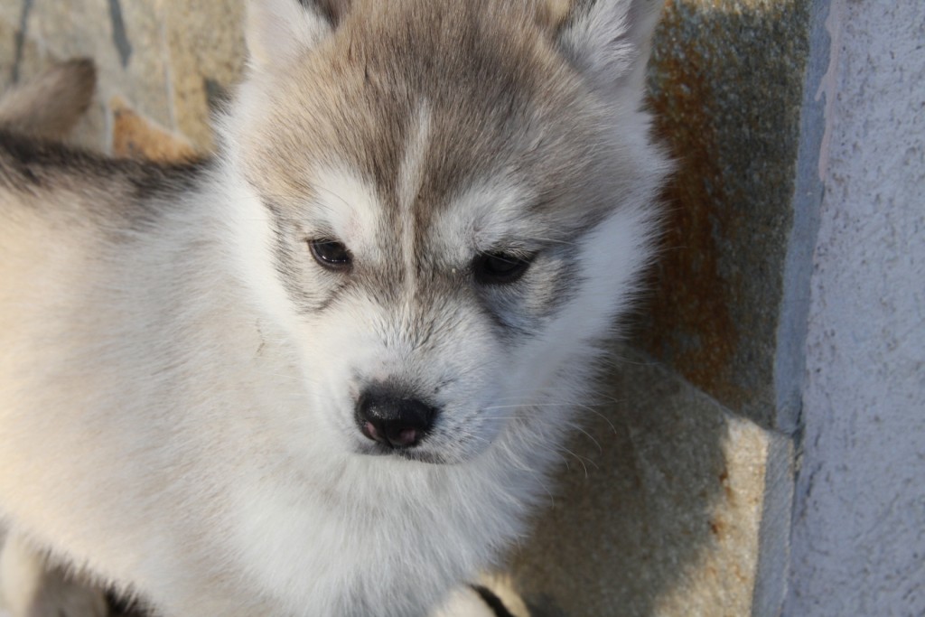 baby husky 4 baby husky 4