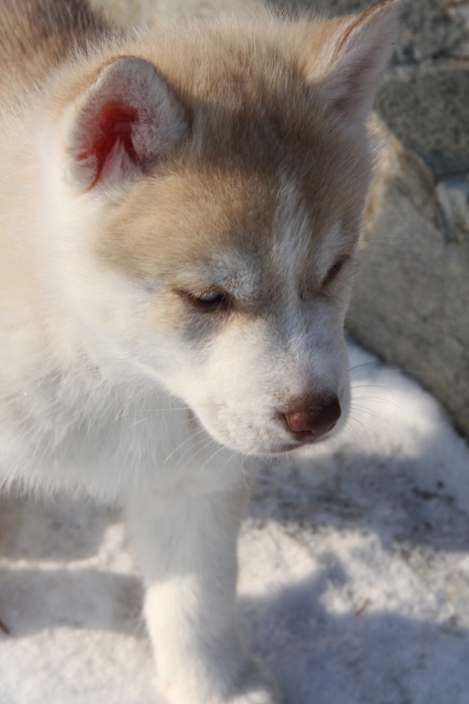 baby husky 5 baby husky 5