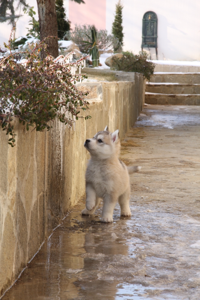 baby husky baby husky